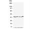 Caspase 6 antibody, R30513, NSJ Bioreagents, Western Blot image 