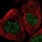 TAG-72 antibody, NBP1-87114, Novus Biologicals, Immunofluorescence image 