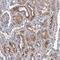 Tetratricopeptide Repeat Domain 17 antibody, PA5-58419, Invitrogen Antibodies, Immunohistochemistry frozen image 