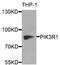 Phosphoinositide-3-Kinase Regulatory Subunit 1 antibody, orb49152, Biorbyt, Western Blot image 