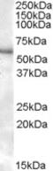 Purinergic Receptor P2X 4 antibody, EB08830, Everest Biotech, Western Blot image 