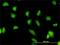 G3BP Stress Granule Assembly Factor 1 antibody, H00010146-M01, Novus Biologicals, Immunofluorescence image 