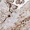 Zinc Finger Imprinted 2 antibody, HPA026070, Atlas Antibodies, Immunohistochemistry paraffin image 