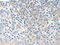 Neurotrophin 4 antibody, CSB-PA418151, Cusabio, Immunohistochemistry frozen image 