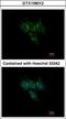 Glutathione S-Transferase Alpha 1 antibody, GTX108012, GeneTex, Immunocytochemistry image 