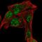 Out At First Homolog antibody, HPA047412, Atlas Antibodies, Immunofluorescence image 