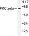 Protein Kinase C Zeta antibody, LS-C176454, Lifespan Biosciences, Western Blot image 