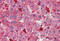 TSC Complex Subunit 1 antibody, MBS243410, MyBioSource, Immunohistochemistry frozen image 