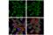 G3BP Stress Granule Assembly Factor 1 antibody, 17798S, Cell Signaling Technology, Immunofluorescence image 