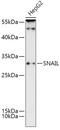 Snail Family Transcriptional Repressor 1 antibody, 14-354, ProSci, Western Blot image 