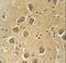 Aquaporin 11 antibody, LS-C156442, Lifespan Biosciences, Immunohistochemistry frozen image 