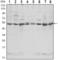 C-Terminal Src Kinase antibody, abx015831, Abbexa, Western Blot image 