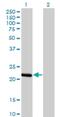 BCL2 Like 10 antibody, H00010017-M03, Novus Biologicals, Western Blot image 