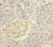 Insulin antibody, A55687-100, Epigentek, Immunohistochemistry paraffin image 