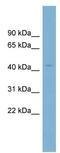 Cereblon antibody, ab98992, Abcam, Western Blot image 