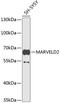 MARVEL Domain Containing 2 antibody, 23-758, ProSci, Western Blot image 