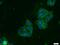 Transforming acidic coiled-coil-containing protein 3 antibody, 25697-1-AP, Proteintech Group, Immunofluorescence image 