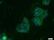 Transforming Acidic Coiled-Coil Containing Protein 3 antibody, 25697-1-AP, Proteintech Group, Immunofluorescence image 