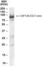 Trafficking Kinesin Protein 1 antibody, NB300-955, Novus Biologicals, Western Blot image 