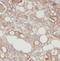 Profilin 1 antibody, FNab06797, FineTest, Immunohistochemistry paraffin image 