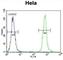 Zinc Finger Protein 384 antibody, abx026515, Abbexa, Western Blot image 