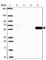 Catalase antibody, HPA055838, Atlas Antibodies, Western Blot image 
