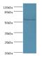 Kynurenine 3-Monooxygenase antibody, MBS1495061, MyBioSource, Western Blot image 