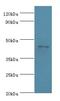 Apolipoprotein A4 antibody, LS-C369256, Lifespan Biosciences, Western Blot image 