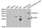 Apolipoprotein D antibody, LS-C333965, Lifespan Biosciences, Western Blot image 