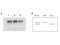 Minichromosome Maintenance Complex Component 2 antibody, A00374, Boster Biological Technology, Western Blot image 