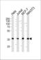 Nucleophosmin 1 antibody, LS-C204025, Lifespan Biosciences, Western Blot image 
