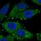 STIM Activating Enhancer antibody, HPA051855, Atlas Antibodies, Immunofluorescence image 