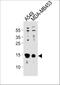 Thioredoxin antibody, A01219, Boster Biological Technology, Western Blot image 