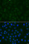 ATPase Na+/K+ Transporting Subunit Alpha 1 antibody, 23-248, ProSci, Immunofluorescence image 