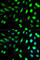 Killer Cell Lectin Like Receptor D1 antibody, A2039, ABclonal Technology, Immunofluorescence image 