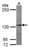 Semaphorin 5A antibody, LS-C155581, Lifespan Biosciences, Western Blot image 