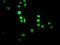 C-Terminal Binding Protein 2 antibody, ab128871, Abcam, Immunocytochemistry image 