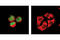 GATA Binding Protein 1 antibody, 4589S, Cell Signaling Technology, Immunocytochemistry image 