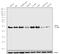 Kruppel Like Factor 9 antibody, 701888, Invitrogen Antibodies, Western Blot image 
