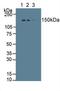 Collagen Type I Alpha 1 Chain antibody, LS-C373943, Lifespan Biosciences, Western Blot image 