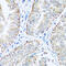 ATP Synthase Membrane Subunit E antibody, 16-746, ProSci, Immunohistochemistry paraffin image 