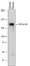 Attractin antibody, AF7238, R&D Systems, Western Blot image 