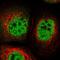 TOX high mobility group box family member 4 antibody, HPA017880, Atlas Antibodies, Immunofluorescence image 