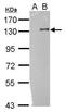 Toll Like Receptor 9 antibody, GTX111547, GeneTex, Western Blot image 