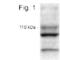 Collagen Type XXV Alpha 1 Chain antibody, PA1-4307, Invitrogen Antibodies, Western Blot image 