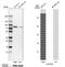 Innate Immunity Activator antibody, NBP1-90424, Novus Biologicals, Western Blot image 