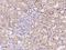 Glomulin, FKBP Associated Protein antibody, 200564-T08, Sino Biological, Immunohistochemistry paraffin image 