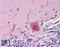 Actin Related Protein 2 antibody, LS-B4221, Lifespan Biosciences, Immunohistochemistry frozen image 