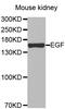 Epidermal Growth Factor antibody, MBS127477, MyBioSource, Western Blot image 