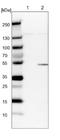 C-Terminal Src Kinase antibody, NBP1-89521, Novus Biologicals, Western Blot image 